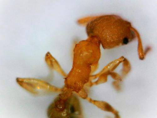 Réf. 225 622 : Pheidole parva